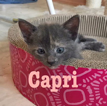 Capri