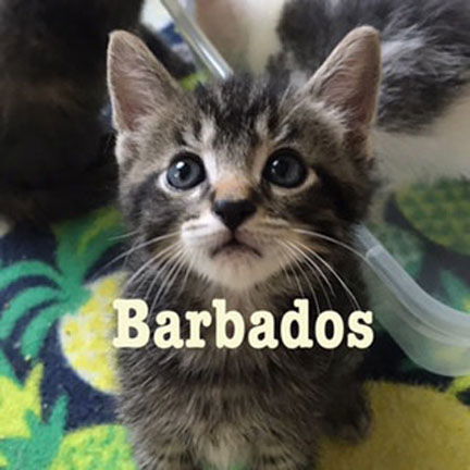 Barbados