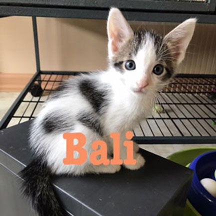 Bali