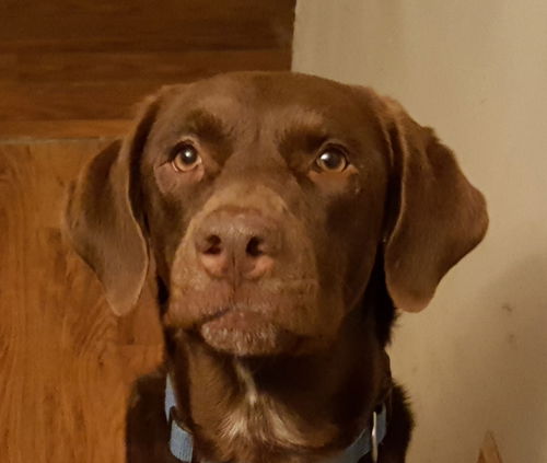 Cadbury