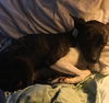 Velcro **adoption pending**
