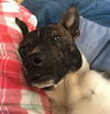Velcro **adoption pending**