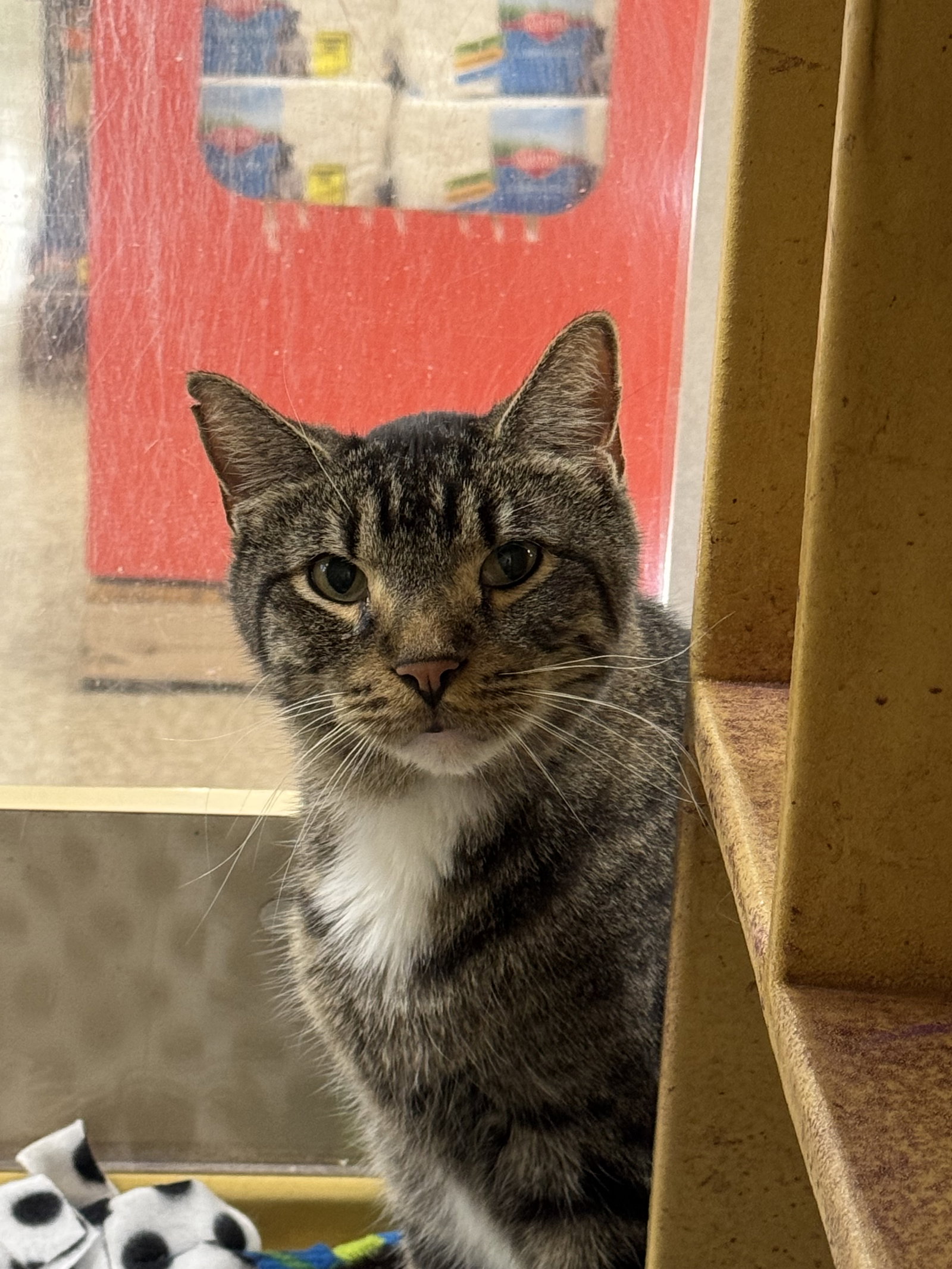 Elwood Medium Domestic Short Hair (short coat) Male