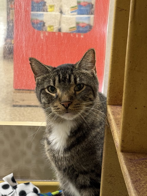 Elwood, a cat for adoption from Animal Rescue Foundation (ARF-IL)