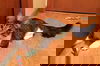 Tamale