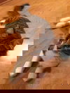 Tamale
