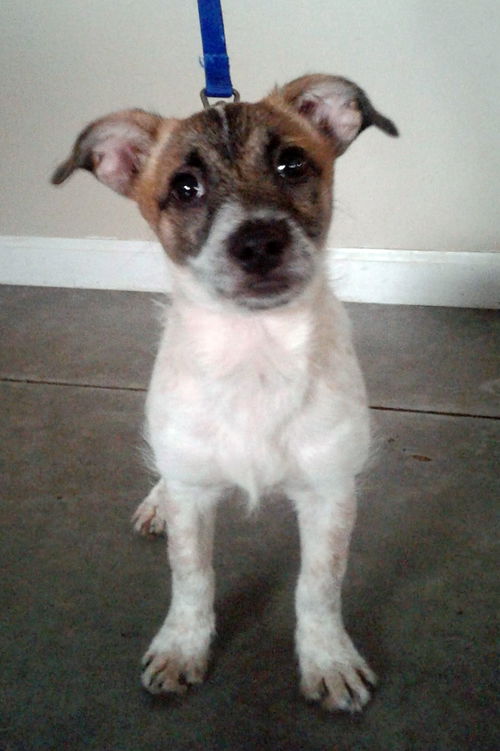 FeeBee **ADOPTION PENDING**