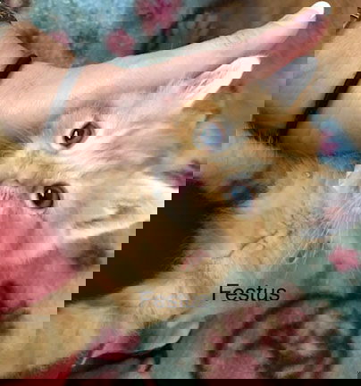 Festus