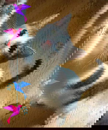 Widget