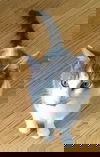 Widget