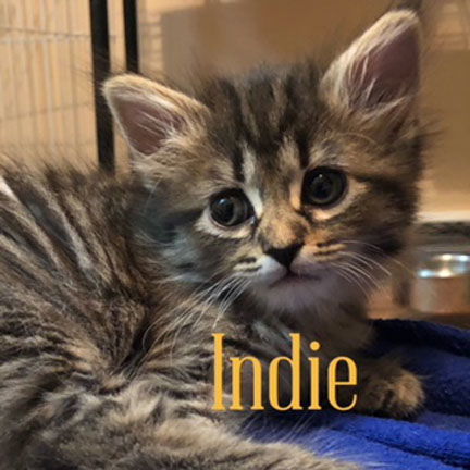 Indie (no more applications being accepted)