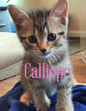 Calliope