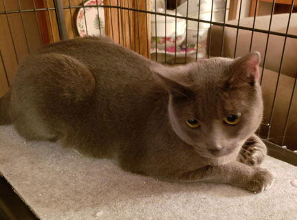 Bailey Blue