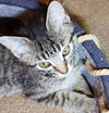 Widget