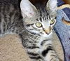 Widget