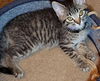 Widget