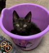 Jack (Harry Potter Litter)