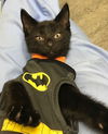 Jack (Harry Potter Litter)