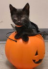 Jack (Harry Potter Litter)