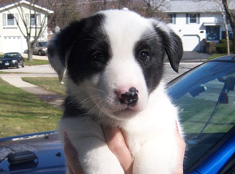 Bandit