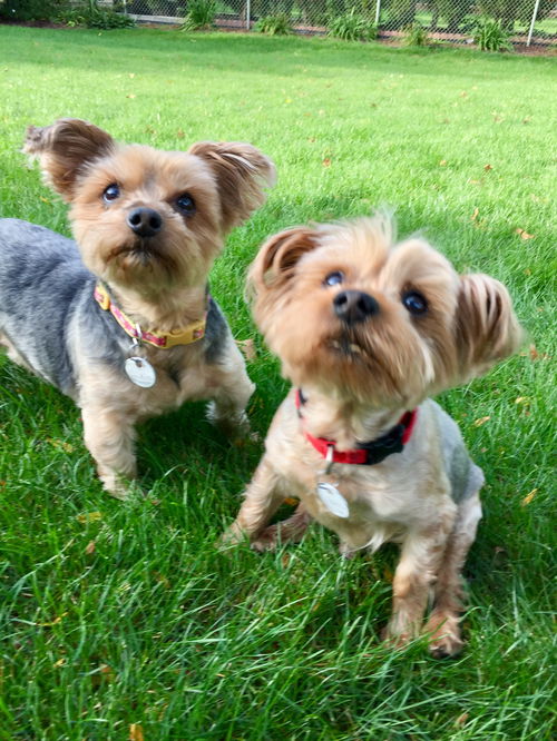 Harley and Sadie bonded pair