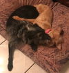 Aladdin and Jasmine BONDED PAIR