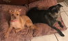 Aladdin and Jasmine BONDED PAIR