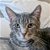 adoptable Cat in wheaton, IL named Rex