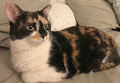 Ivy - Front Paw Declawed
