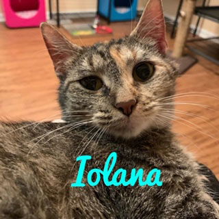 Iolana