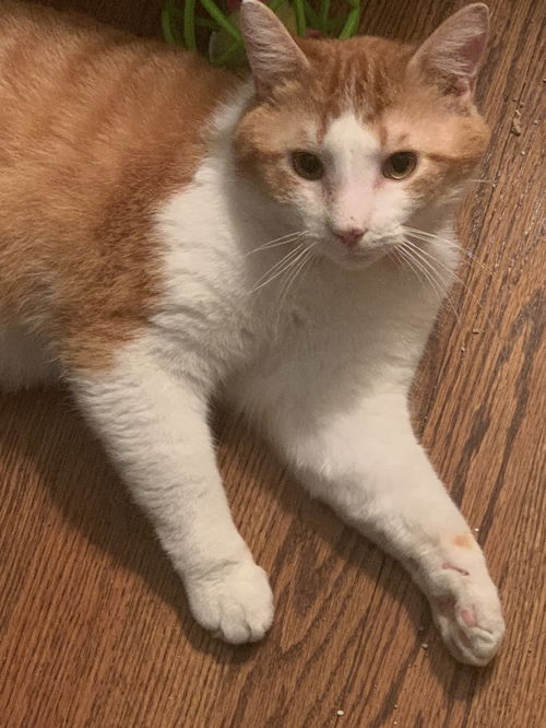 Banjo