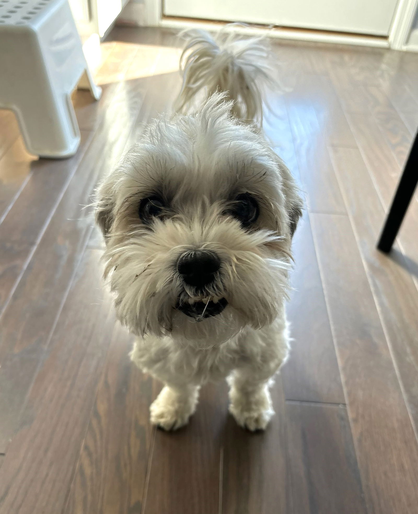 Buddy Small Maltese / Shih Tzu / Mixed (medium coat) Male