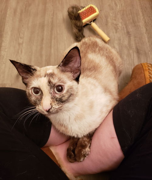 Nefertiti