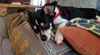 Captain **ADOPTION PENDING**
