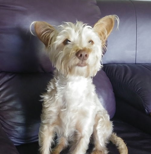 Whitney **ADOPTION PENDING **