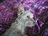Whitney **ADOPTION PENDING **