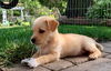 Hamilton**NO MORE APPLICATIONS ACCEPTED**