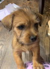 Harley