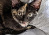 Inara (with River)
