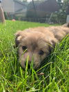 Nina**NO MORE APPLICATIONS ACCEPTED**