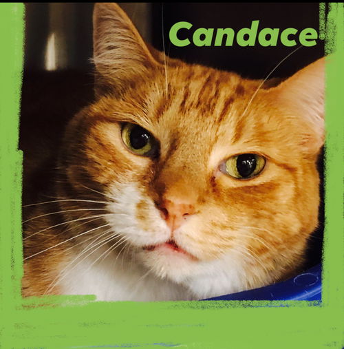 Candace *FOUR PAW DECLAW*