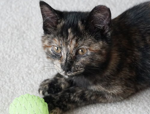 Nebula (with Nova)