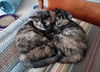 Nebula (with Nova)