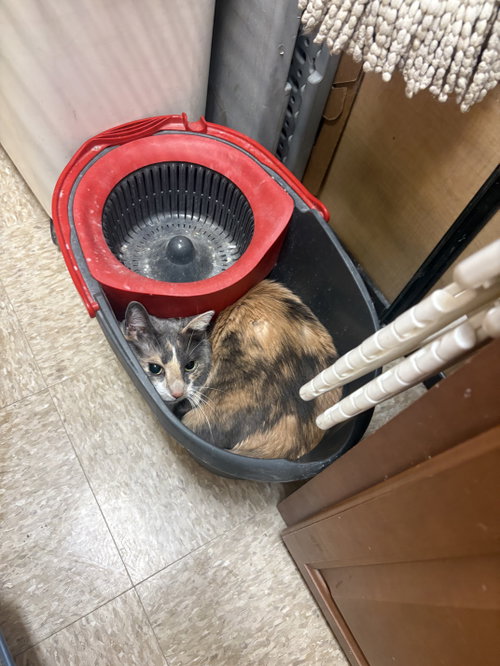 Photo 5 of Peanut