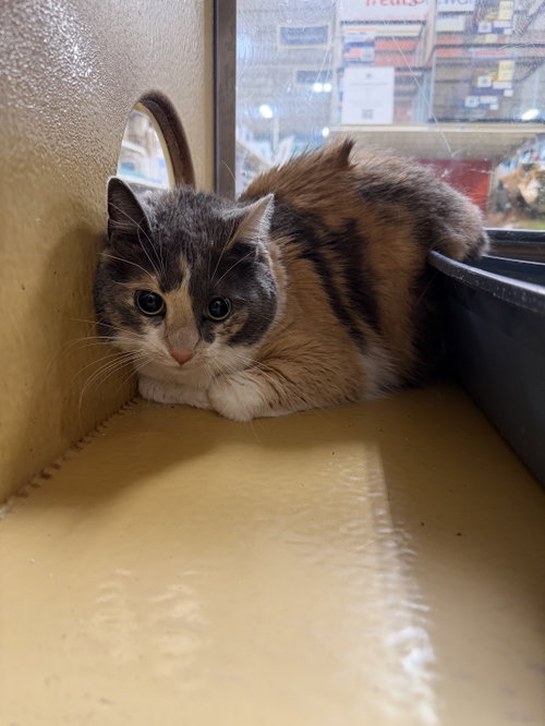 Photo 4 of Peanut