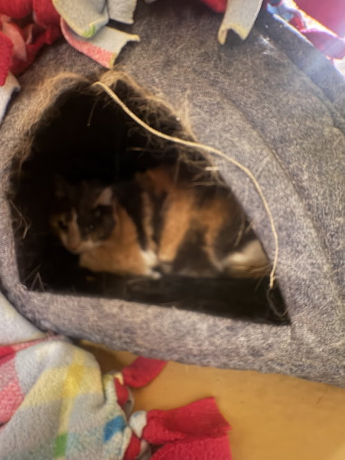 Photo 6 of Peanut