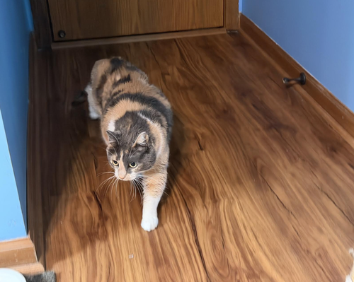 Photo 3 of Peanut