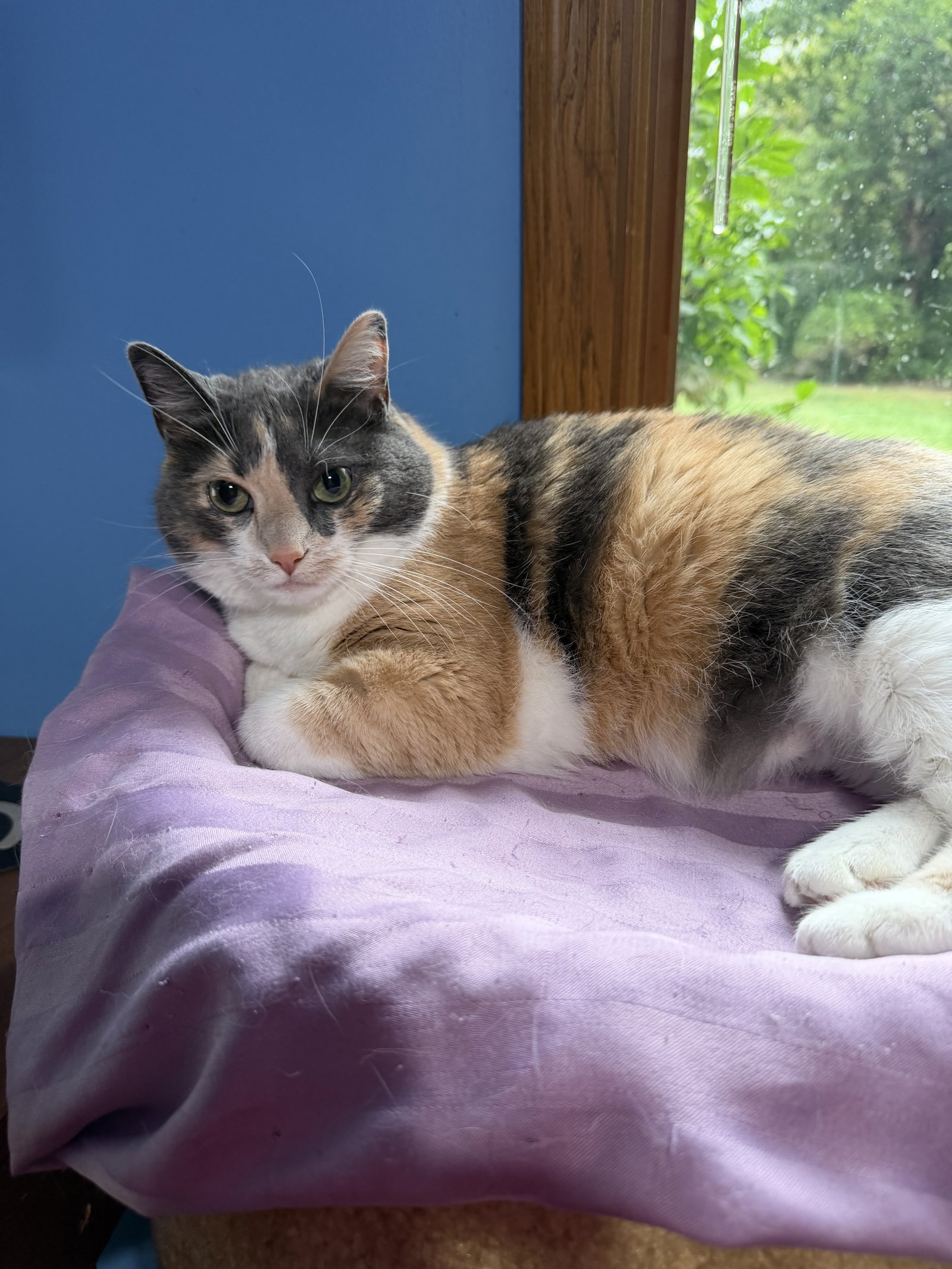 Peanut  Domestic Short Hair (short coat) Female