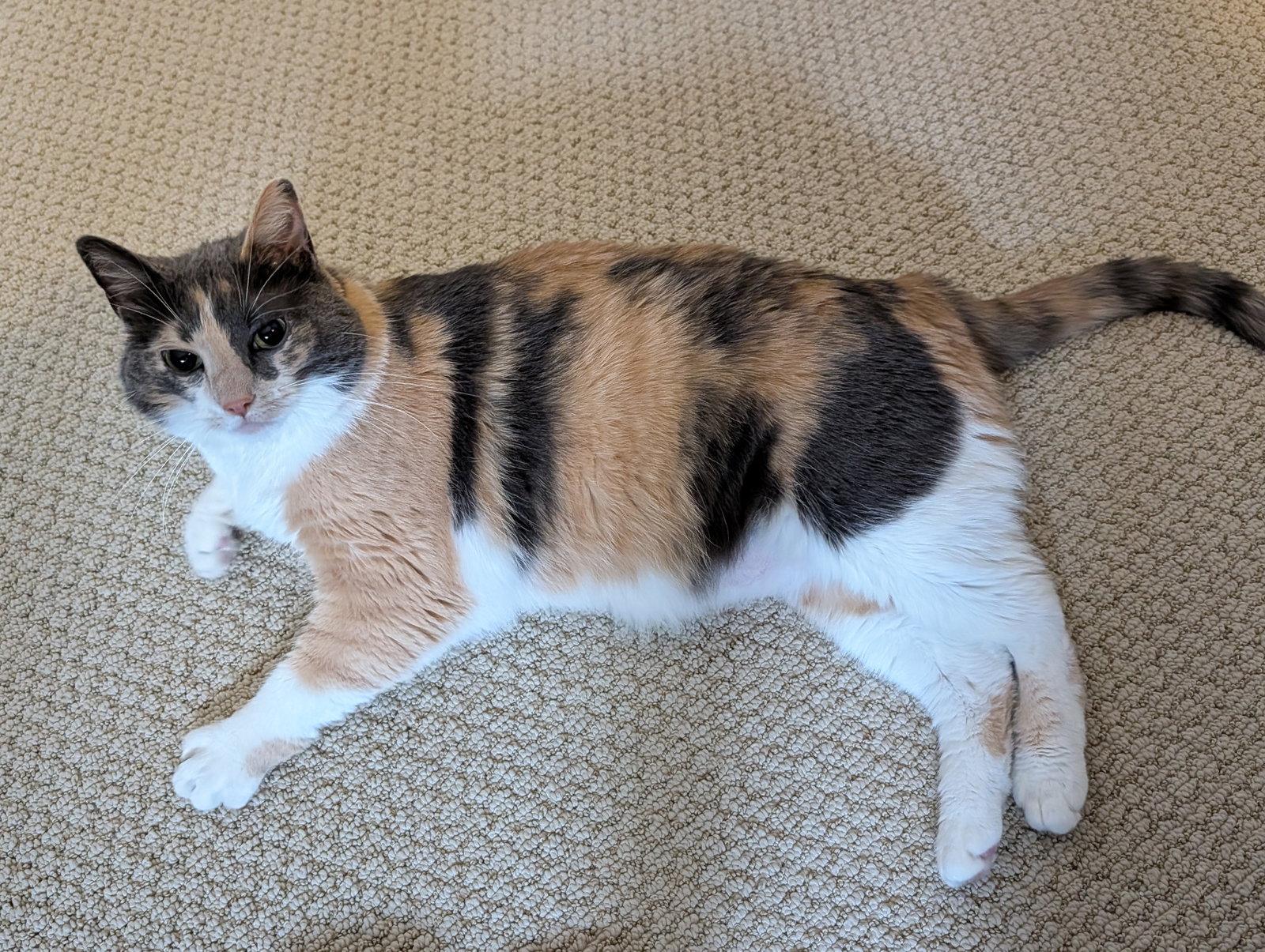 Peanut  Domestic Short Hair (short coat) Female
