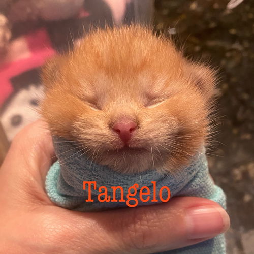 Tangelo